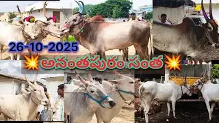 26-10-2025 Ananthapur bulls market #ananthapuram #viralvideo