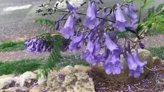 162. Timpul si moartea. Ilie Cioara. Poezie