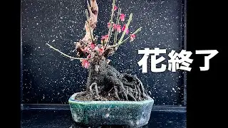 2024梅の花後の剪定 #盆栽 #bonsai