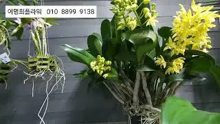 2026.1.30  이명희플라워   파리쉬  아노스뭄 노도사   에어리데스