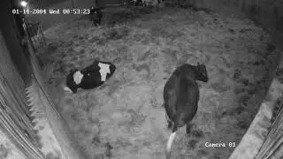 Cow Calving On CowCam.ie Night Vision CCTV
