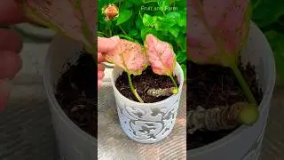 How to Propagate Aglaonema from Stem Cuttings #aglaonema #propagate