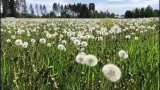 Одуванчиковый рай. Dandelion summer.