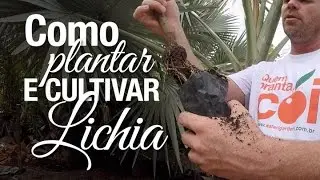 Dicas de como plantar e cultivar Lichia