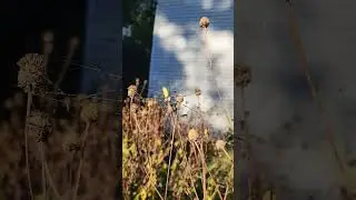 Joro spider #spiderman #wildlife #nature #invasion #invasivespecies #japan #insects #species
