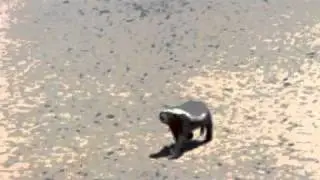 Honey Badger - The Most Fearless Animal On Earth