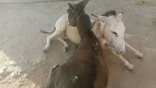 Donkey funny donkey | donkeys vs donkey funny complications