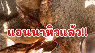 ให้อาหารแอนนา หิวกันแล้วทุกตัว #highlights #viral #อีสานบ้านเฮา #วิถีชาวบ้าน 
