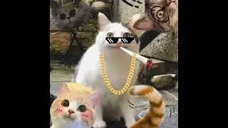 ((((🐱Edm Girl🐱∆Cat Music ∆🎶🎵🎶))))