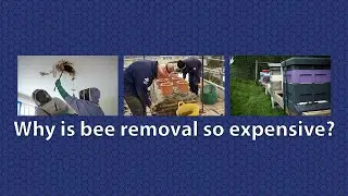 Why is bee removal so expensive?
