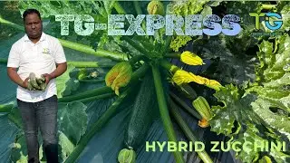 Hybrid Zucchini TG-Express | Fast Growth &bull; High Yield | Thrive Gene Seeds | #trendingvideo