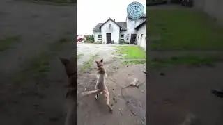 2 dogs with giant chains. Part 2 #dog #rescue #balidog #dogrescue #rescuedog #animals #help #lovedog