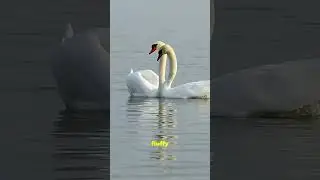 Graceful but Fierce: Fascinating Facts About Swans 🦢✨