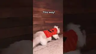 Detective Kitty is on a mission for the culprit who stole her treats PART 2!