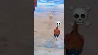 rooster action #assel