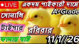 ব্রয়লার বাচ্চার আজকের দাম 🔥 | 11 january 2026 Poultry Market Bangladesh | Live Today