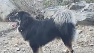 आज लंगूर आ रखे हैं रॉकी बहुत गुस्से में 🐒🐒🐒🐒🦮 😡😡