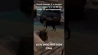 #помощьбездомнымсобакам #собакадругчеловека #нужнапомощь #doghelp #dog