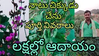నాటు చిక్కుడు చేను పూర్తి వివరాలు,లక్షల్లో ఆదాయం/Villagelife natural/agriculture/నాటు చిక్కుడు