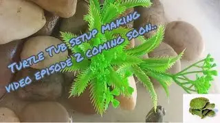 beautiful turtle tubsetup #youtubeshorts #my turtle pets, episode 2 video coming soon..