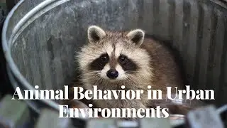 Understanding Animal Behavior in Urban Environments | Exploring Adaptations and Interactions