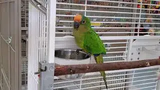 Ricky  Peach front Conure