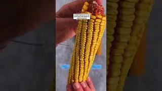 3 вида кукурузы