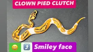 Breeding Ball Pythons - Clown Pied Clutch. Amazing Baby Snakes