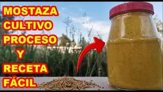 LA MOSTAZA, proceso COMPLETO, del  CULTIVO, hasta la RECETA y elaboraci&oacute;n del CONOCIDO ADEREZO.✅