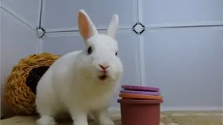 COTTON PLAYING STACKING CUPS TOWER CHALLENGE!!!