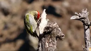 Biodiversity of Govind National Park | English