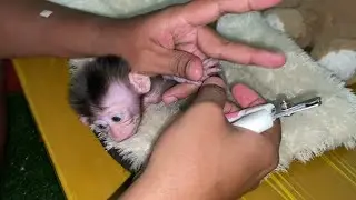 BABY MONKEY KIMMY'S SHARP CLAWS HAVE TO HAVE THEIR NAILS CUT