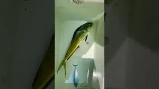 Bu balığı pişirirken limon sıkmanıza gerek yok bu balık kendinden limonlu lambuka