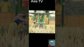Machines Harvest 10x Faster Than Humans | Part 3 | #Tech #Crop #Harvest #Agriculture