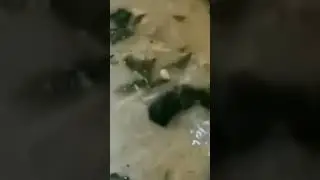Ratatouille Vs Stuart Little