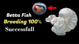 How To 100℅ Successfull & Secure Breeding Tips BETTA FISH step By step