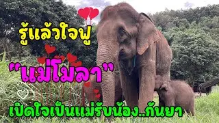 แม่โมลา แม่รับเชือกใหม่ของ