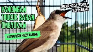 Trucukan Gacor ROPEL PANJANG Saat Subuh COCOK untuk Pancingan Trucuk BAHAN dan MASTERAN TRUCUK Paud