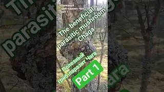 The beneficial parasitic mushroom Chaga(Part1)/Полезный гриб-паразит Чага(часть1) #чага #гриб #chaga