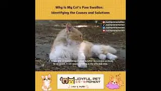 Why Is My Cat's Paw Swollen： Identifying the Causes and Solutions