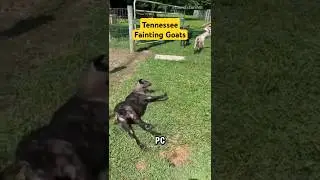 Tennessee Fainting Goat aka Myotonic Goat #nature #animals