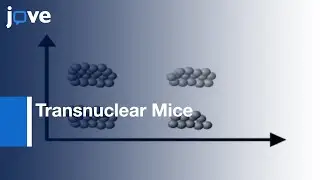 Transnuclear Mice: Pre-Defined T Cell Receptor Specificities Against Tg By SCNT l Protocol Preview
