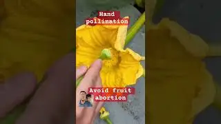 Help your pumpkin bear fruit by hand pollination #sirmiketheveggieman #handpollination #pumpkin