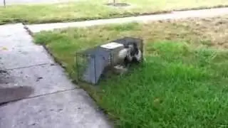 Skunk