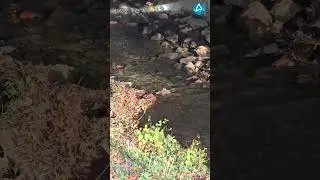 Shallow Stream Over Stones 🌊🪨 | Gentle Water Flow & Calm Nature Mood | Aqurya Shorts