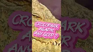 🐊🌴 CROCOPARK AGADIR &ndash; You won&rsquo;t believe how many crocodiles are here!