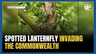 Spotted lanternfly invasion continues into the Commonwealth