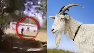 Police Officer Hears ‘Help,' Turns Out It Was a Goat