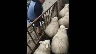Sheep chaos at the farm gate 🐑 #AnimalFails #funnyanimals #sheep #farmfails #shortswtf