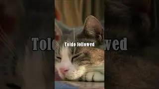 This Cat Comes to His Owner's Grave Every Day | #shorts #lovestory #animals #cat